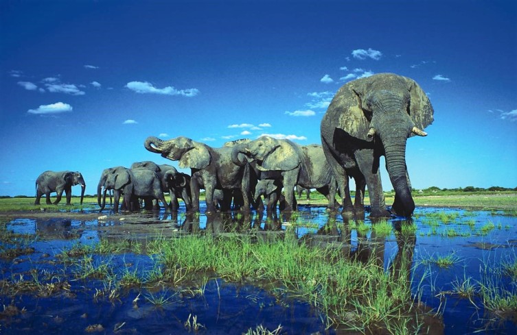 слоны в Этоше1